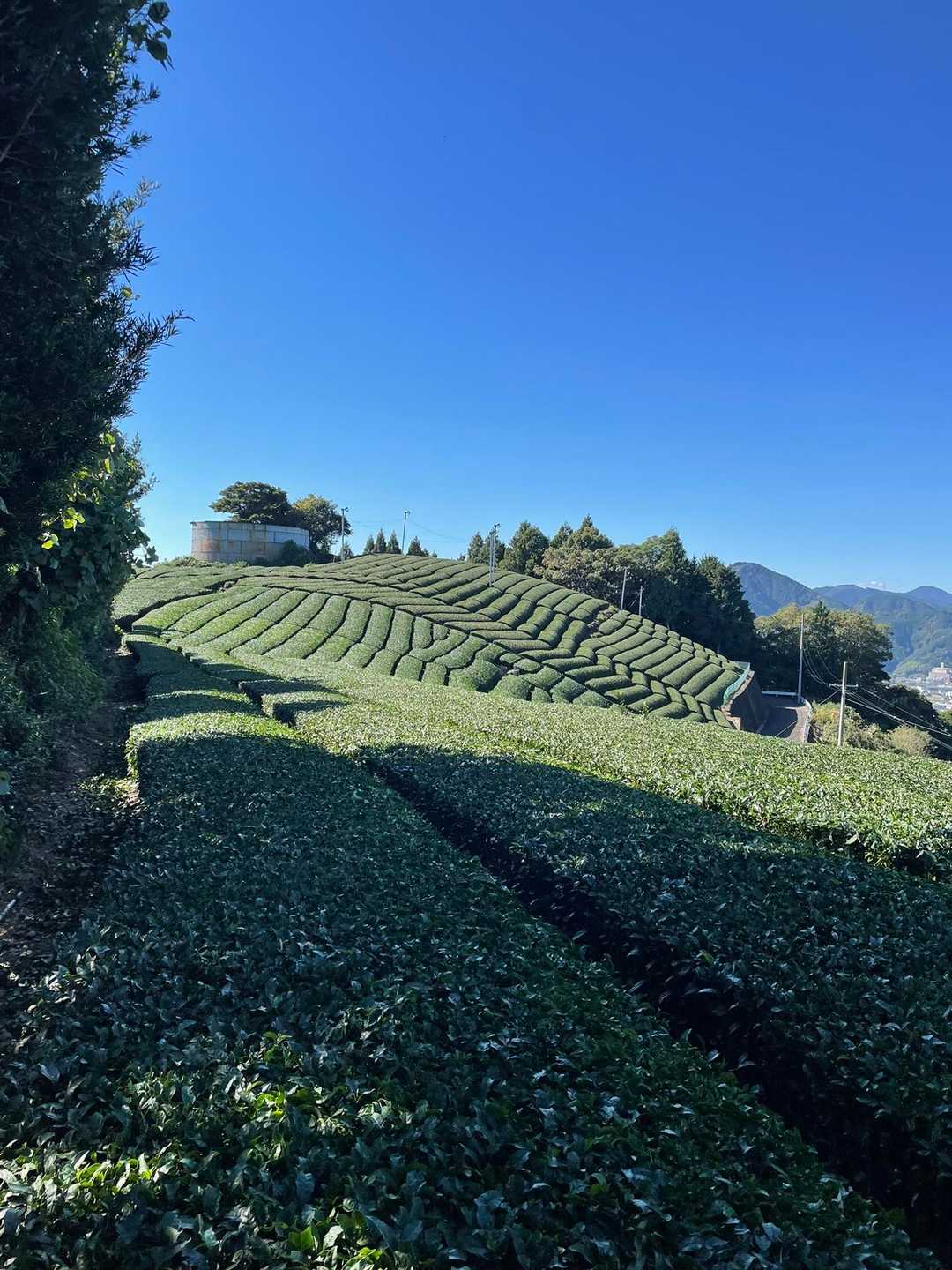 静岡感たっぷりの茶畑山道