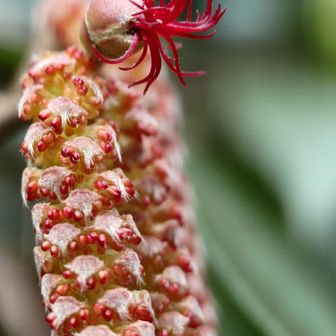 雌花雄花アップ。雌花の赤いのは柱頭。雄花もなかなかの迫力❗️