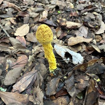 これまた派手だ🍄
