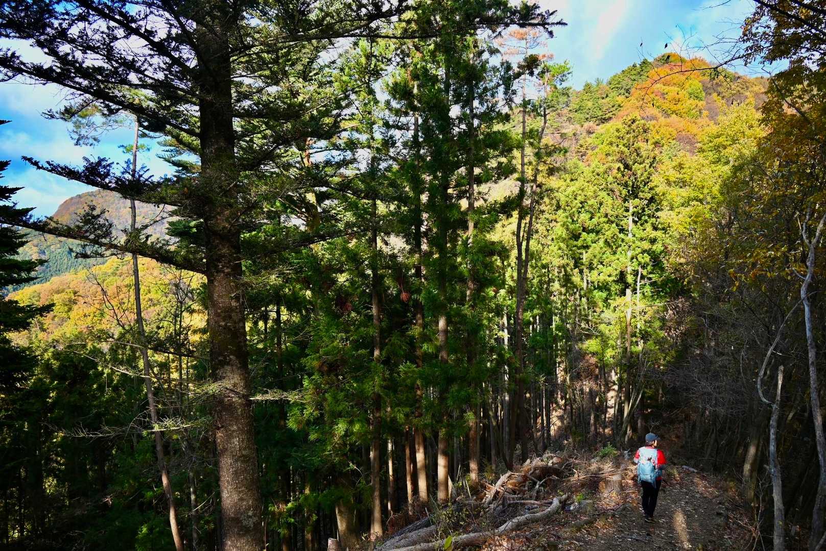 アップダウンの尾根を歩いていくと
山肌が鮮やかな色合いの高王山が見えてきました

ちなみに〝たかおざん〟って呼ぶそうです