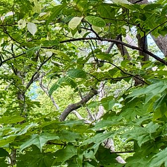 山頂から見える景色はこんな感じ。
地形的にはぐるりできるはずなのに残念