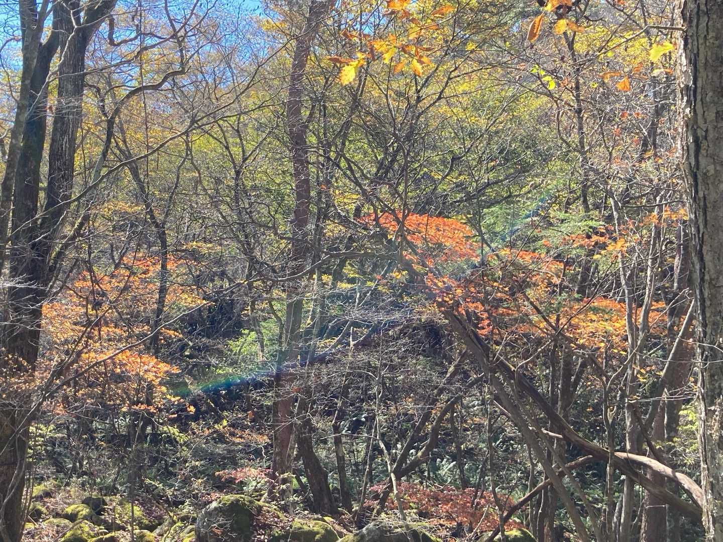 紅葉見ながら戻ります