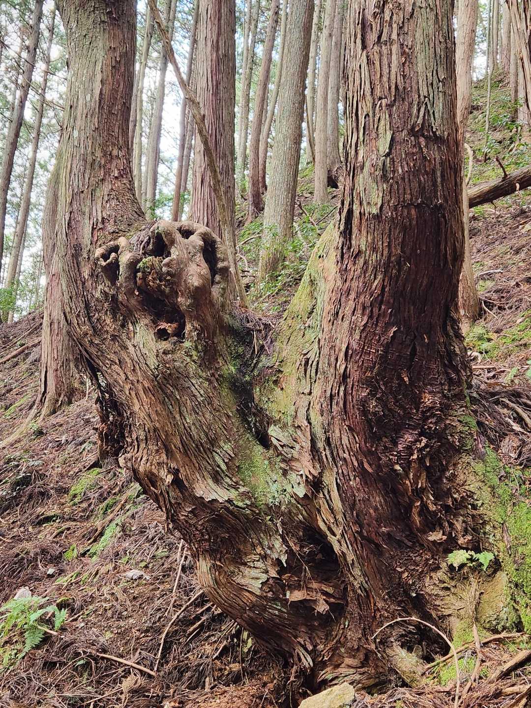 怖い顔にしか見えない😱