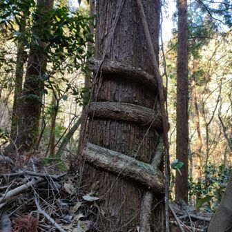 登山口を過ぎてるけど。。。なんかすごい根っこ
