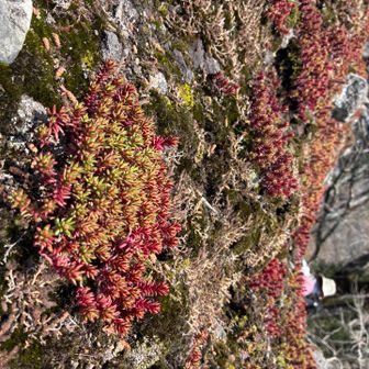 この大岩の下でお昼食べました。

そして、話し合い海を見下ろしながら、またスリリングを味わうピストンでの下山に決定！