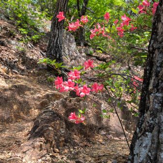 鮮やかでやわらかな印象のツツジの花と、黄土色のハードな山道との対照が印象的。