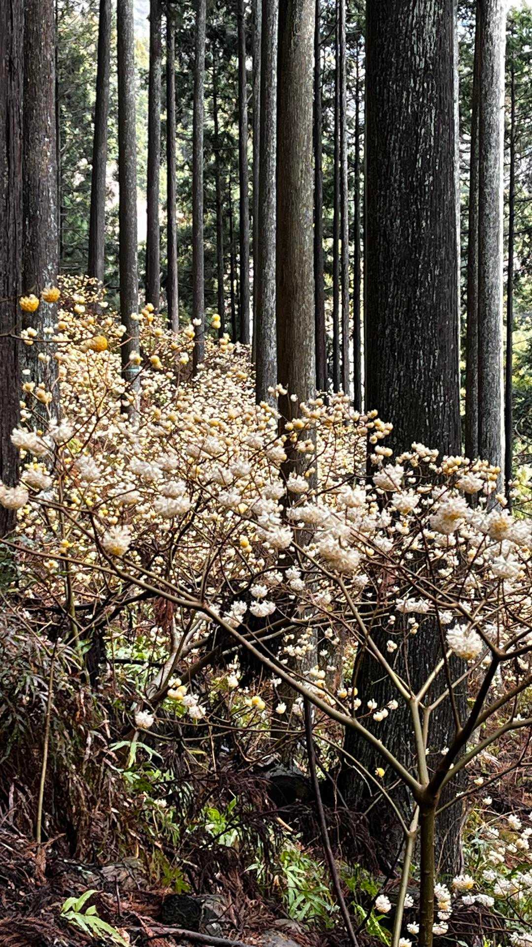 ミツバ岳登山口-大出山-権現山-茅ノ丸-二本杉峠-細川橋バ 縦走コースの写真