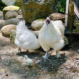 家族でお散歩🐣