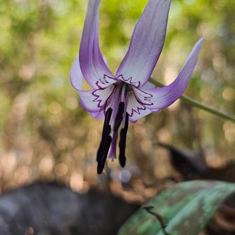 春の妖精のカタクリが5輪咲いていましたが、前日の雨で弱々しい
花言葉は「初恋」「寂しさに耐える」「嫉妬」「微笑み」