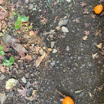 6号路も人が多かったので病院脇へ🚶

柿おちてます