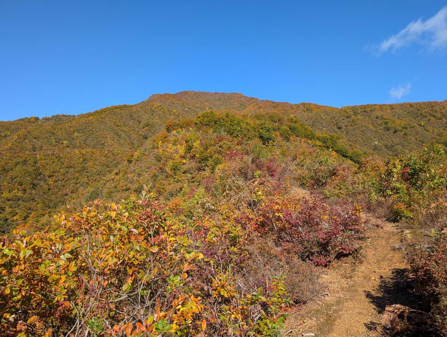 ほぼ稜線歩きの登山道っぽい