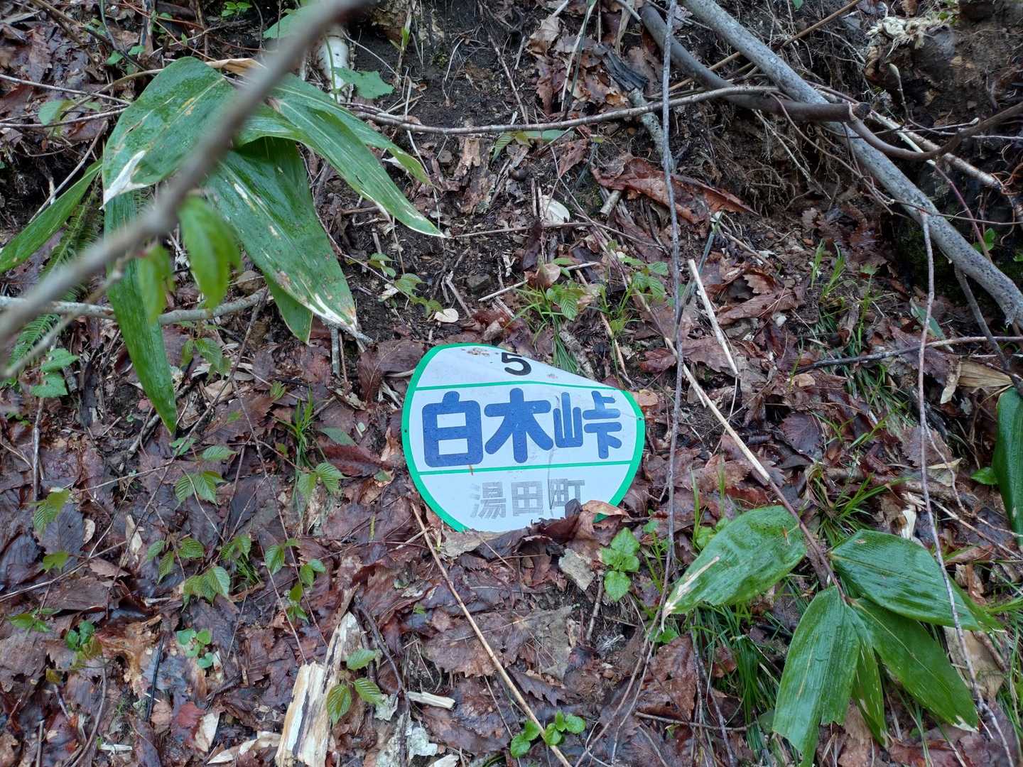 白木峠登山口-白木峠 往復コースの写真