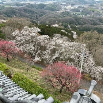牛伏城からの
桜の眺めがとてもいい