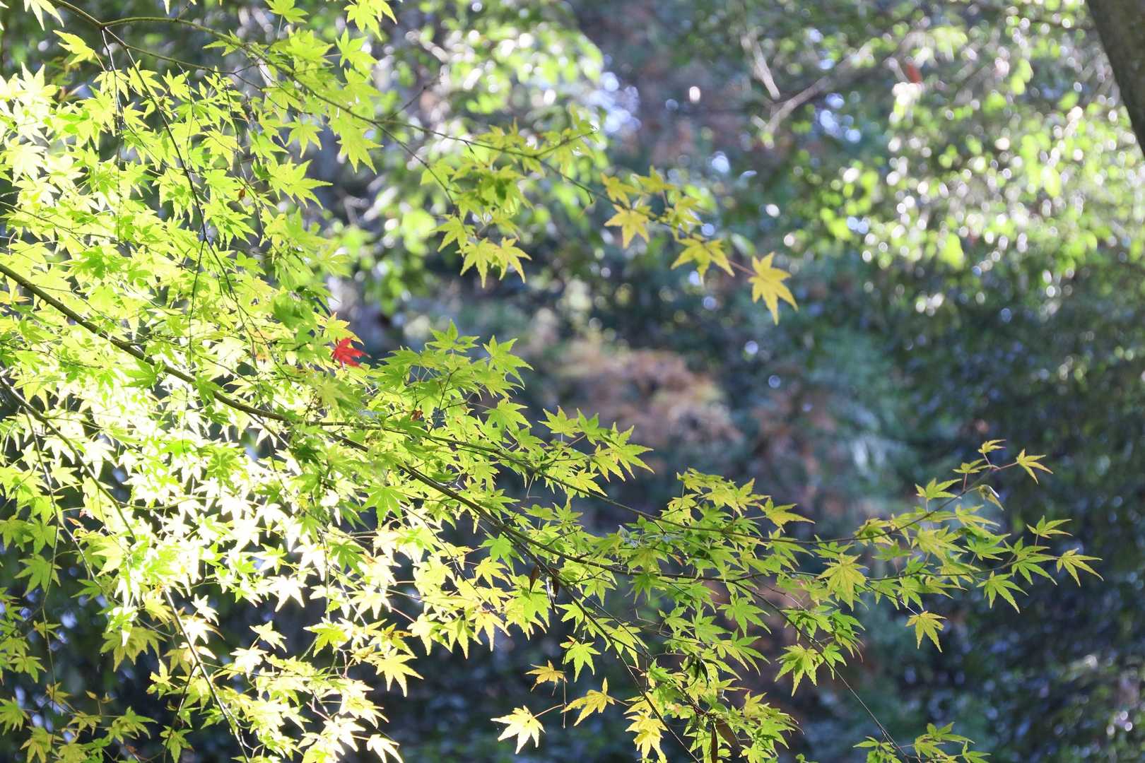 1個だけ赤もみじ🍁