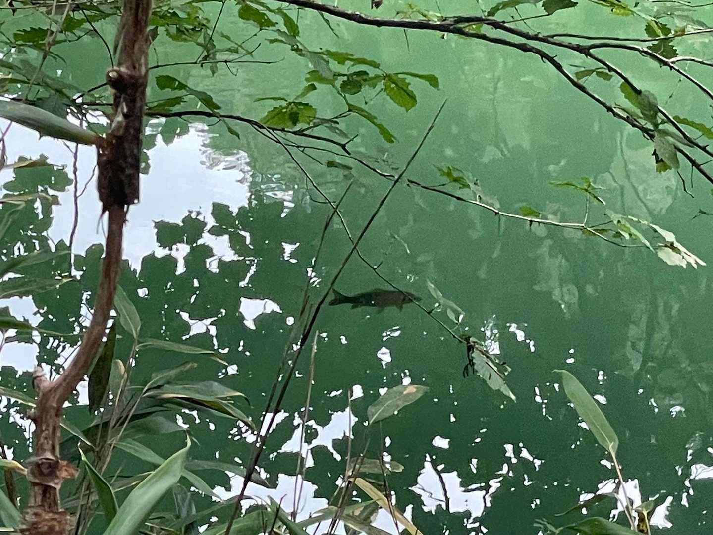 帰りの林道歩いていたら、魚が泳いでいるのを
見つけました😀🐟