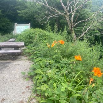 しがらくびの藪萱草