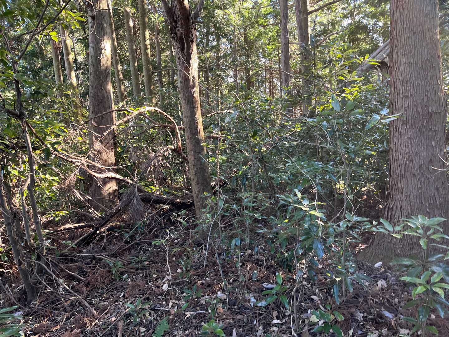 はい、完全なバリルートでーす。
渋田山山頂付近