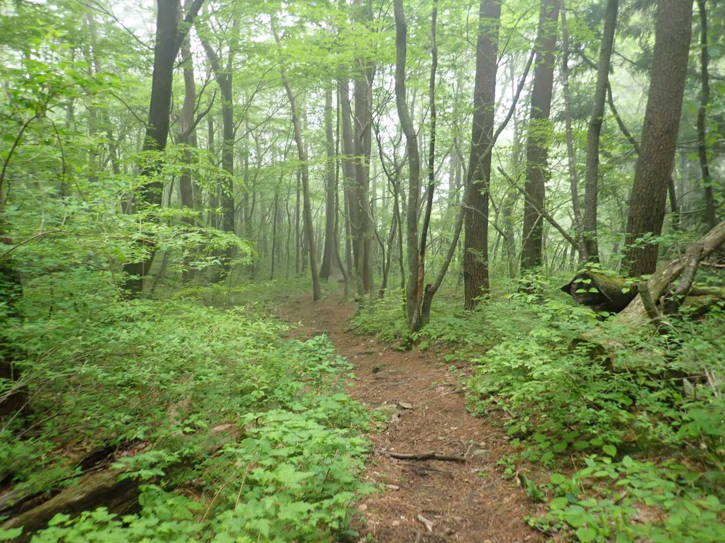 滝登山口-額取山-大将旗山 往復コースの写真