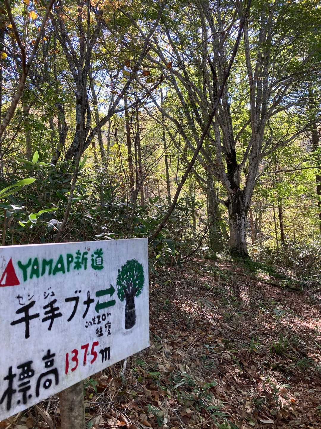 千手ブナとは？