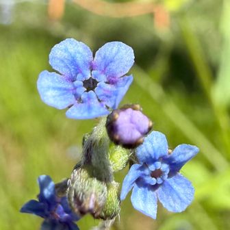 オニルリソウの花

　花序には苞はなく、まばらに多数の花
　花冠は径4mm程と小さく淡青紫色で5裂し裂片は卵円形で花冠喉部に付属体があります