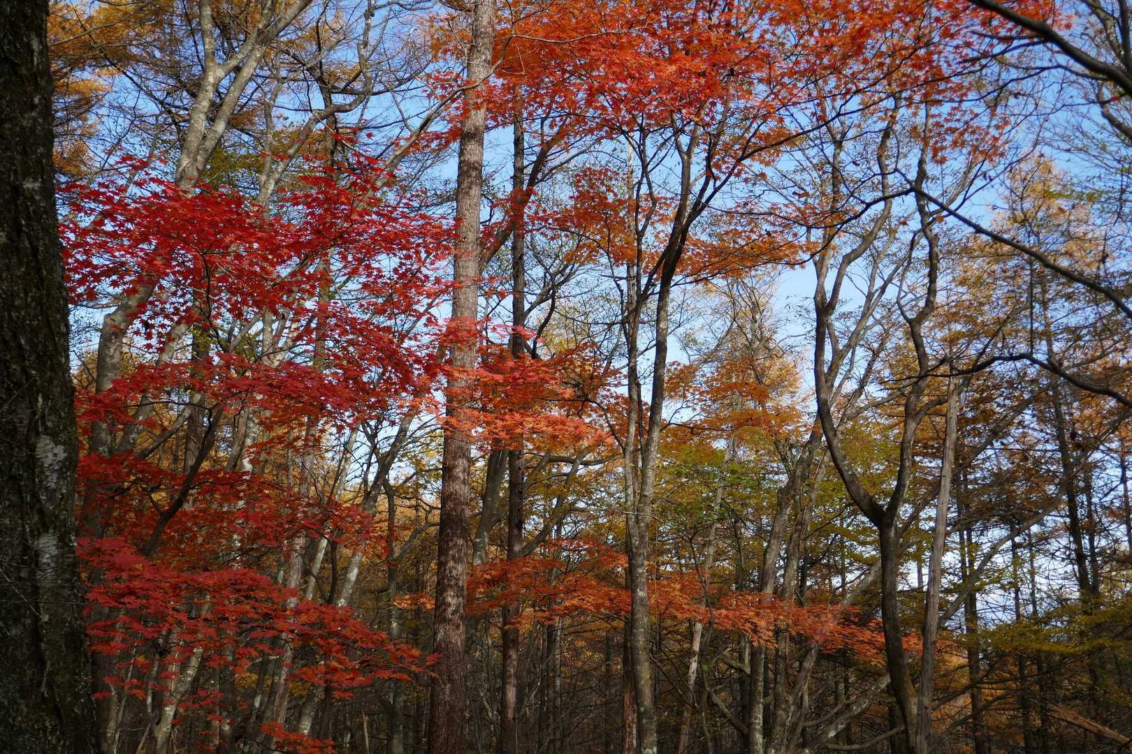 撮ってばかり