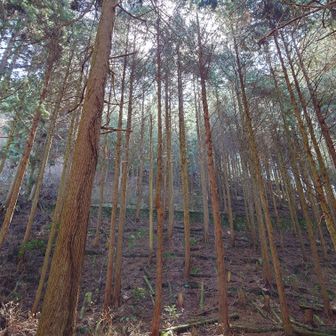 金剛山・二上山・大和葛城山 わかりますかねー...

雨のように木から氷が
パラパラパラパラ...