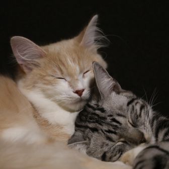 ハイグレ大魔王