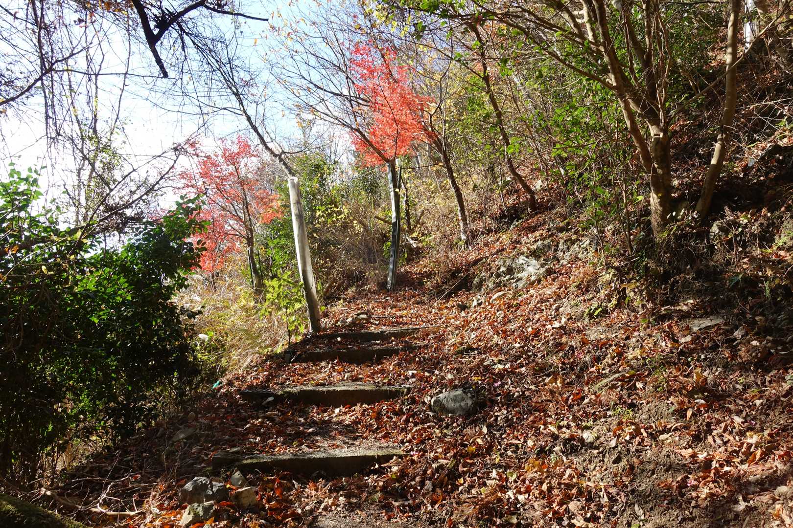 最初から登山道全開です。綺麗なモミジも少々。ですがもう紅葉は終わりですね。