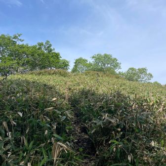 和田山北峰へ
（登山道から少し外れにピークあり）