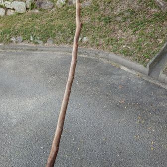 数多の蜘蛛の巣を打ち払ってくれた勇者の剣