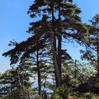 枝ぶりが美しい　鶴の舞
