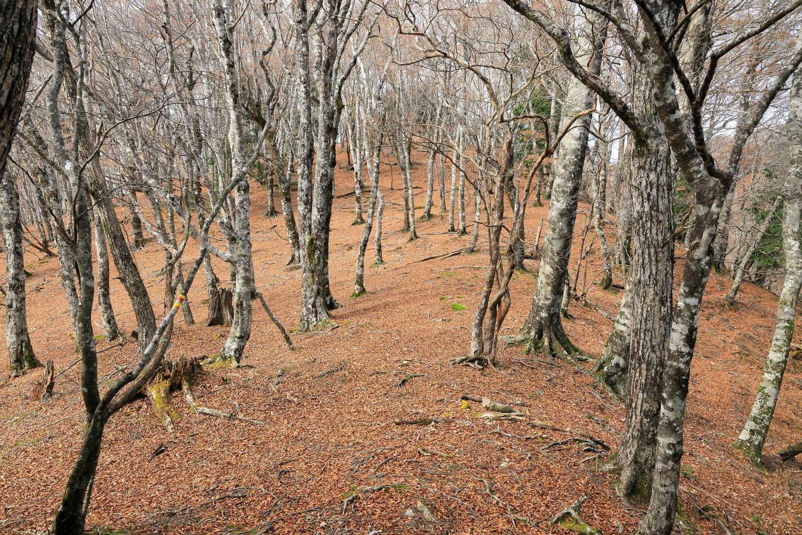 いっきに視界が開けた、この上が山頂か！っと思いきや、まだ先でした😆