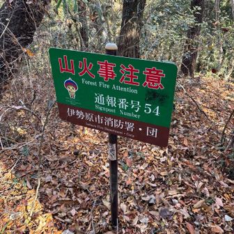 善波山というピークがあるんですが
山頂標識見当たらず。これだけ。
でもYAMAPではピーク取れてました。
道も落ち葉で不明瞭なんで、ここで
引き返します。