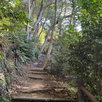 摩耶山までは終始なだらかな山道と階段の登り、
上野道はヘタレな私にも快適な道デス