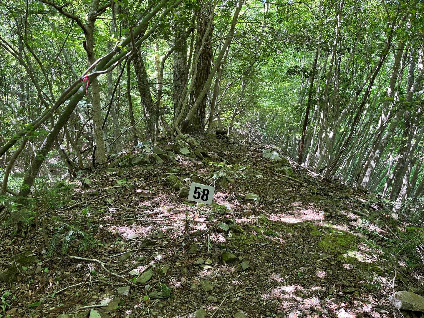 殆ど樹林帯の中