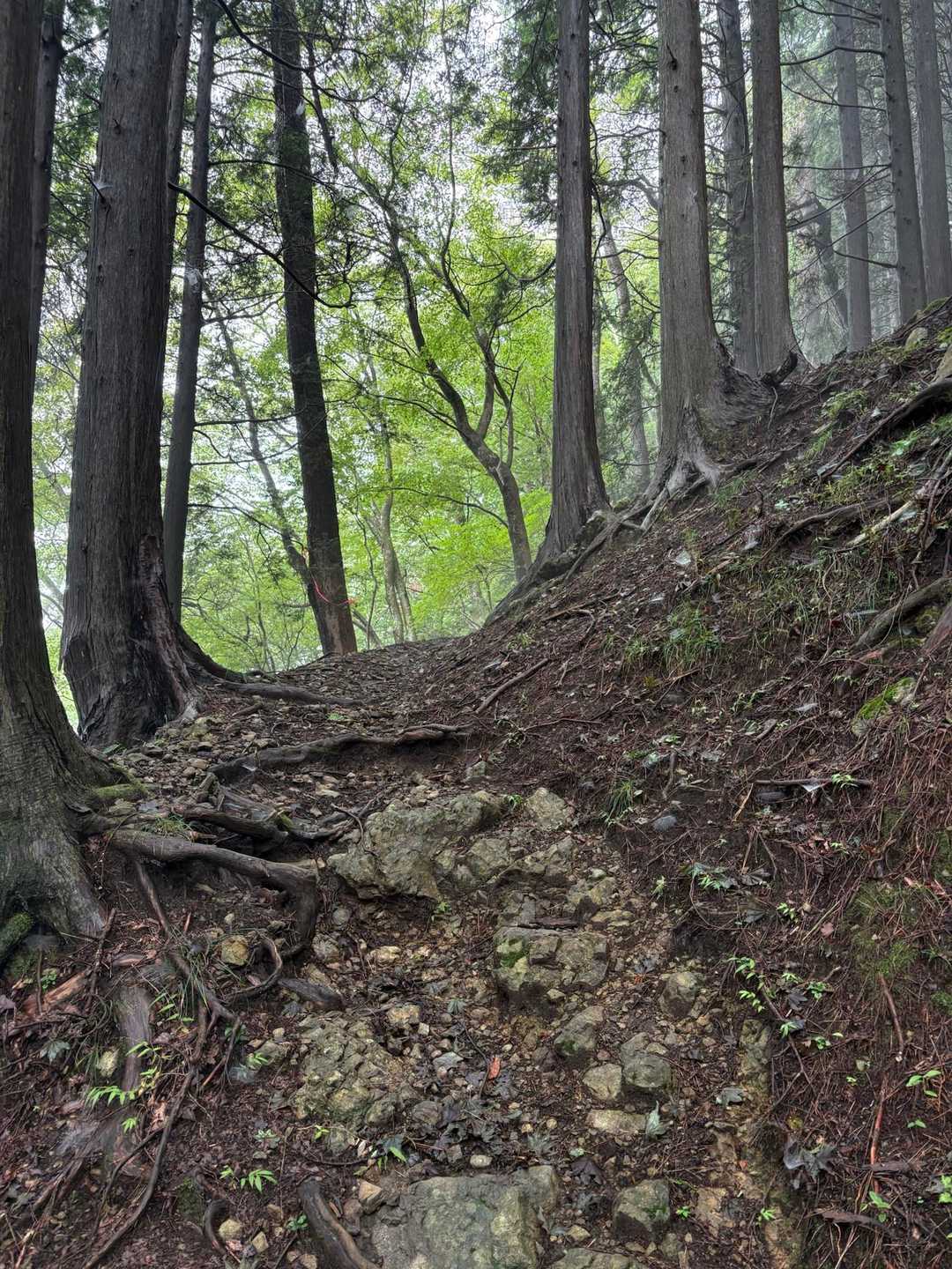 道の感じ