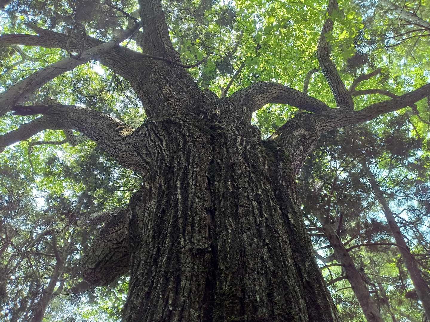 ブナとアスナロが混交する中に、圧倒的なミズナラの巨木を見つけました😲