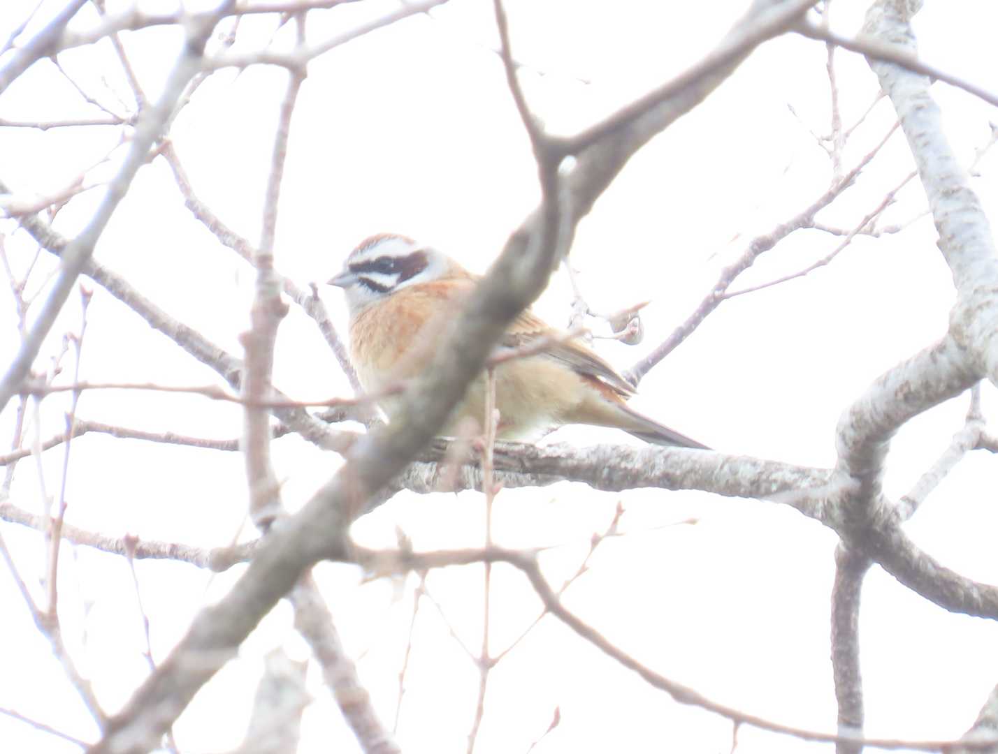 綺麗な声で鳴く鳥が。
ホオジロさんかなぁ⁉️
