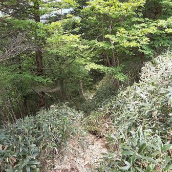 いい感じの木陰の道もあります