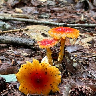 今日8/30の🍄タマゴタケ🧡

次のページ写真は8/29昨日、撮った同じきのこ。一日違うだけで、こんなにも変化するんですね😲

🍄見比べて下さいね👀