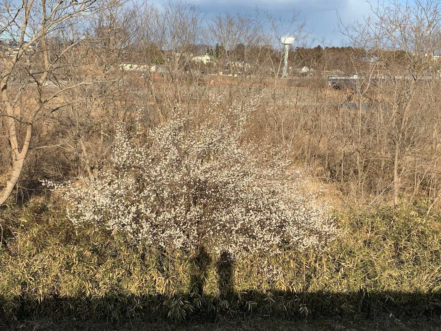 たまたま、並んで自分勝手に梅の写真撮ってたら
カップルシルエットになった😂
大した写真ではないけど😂