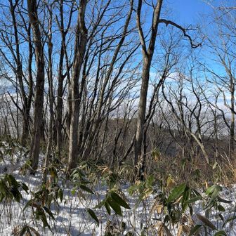 パノラマ。
何を伝えたいかというと、樹林奥の雲海の素晴らしさです