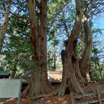四尾連湖近くの神社。もうすっかり廃れていますが、この檜は山梨で最も大きなものらしい