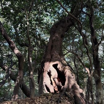 金山への道は面白い巨木🌲がたくさん✨✨