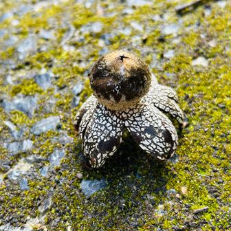 ツチグリが道に落ちていた。