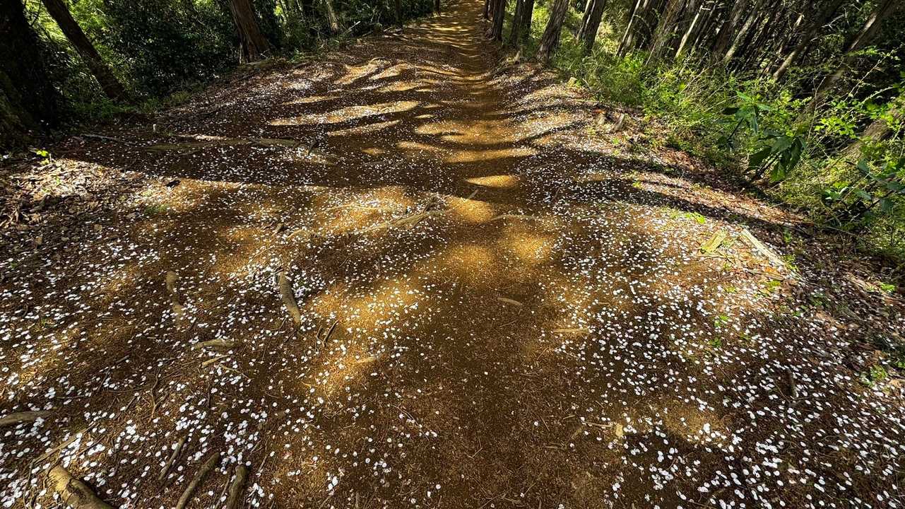 南高尾セブンサミッツ（大洞山・コンピラ山・中沢山・入沢山・泰光寺山・榎窪山・草戸山） の写真 35