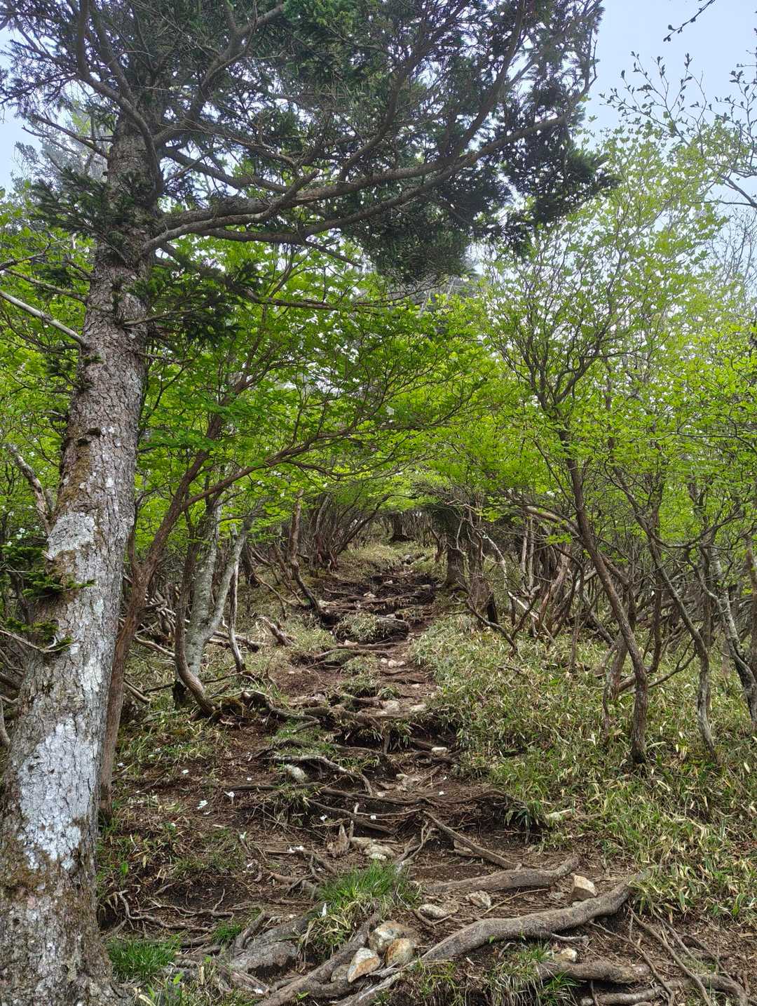 大入道-剣ヶ峰-八方ヶ原大間々台登山口 周回コースの写真