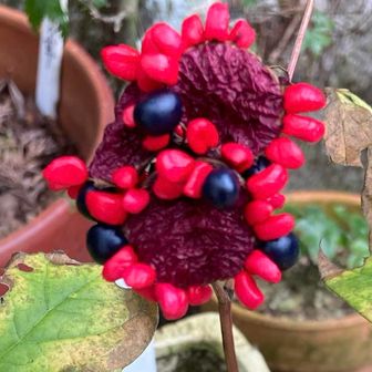 山芍薬の果実濃紺が成熟した種子だそう
花は白くて可憐なのに果実のアピールが凄すぎる🙇‍♀️✨