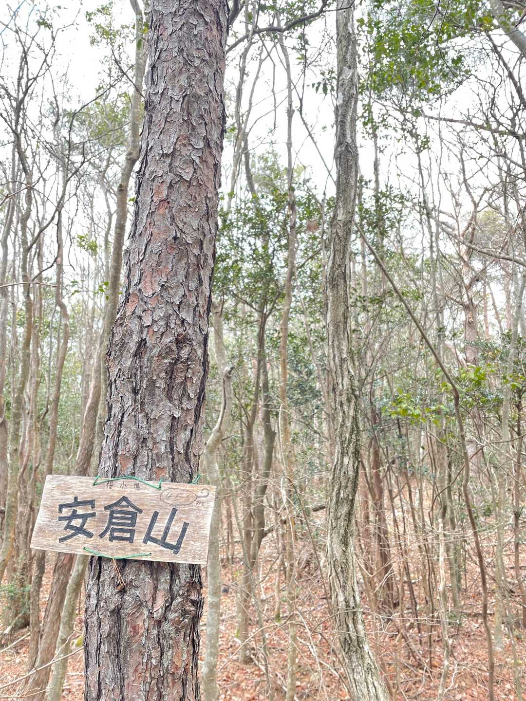やっと本物‼️
ここまで来る間の偽札に騙されて
いっぱい撮ってしまった