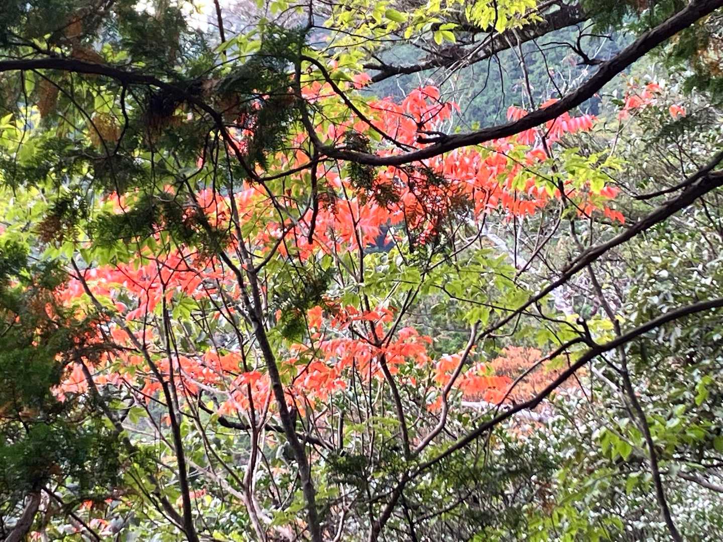 鳳来寺-鳳来寺山登り口-鳳来寺山-鷹打場-東照宮 周回コースの写真